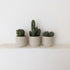 Cactus in colourful ceramic planter